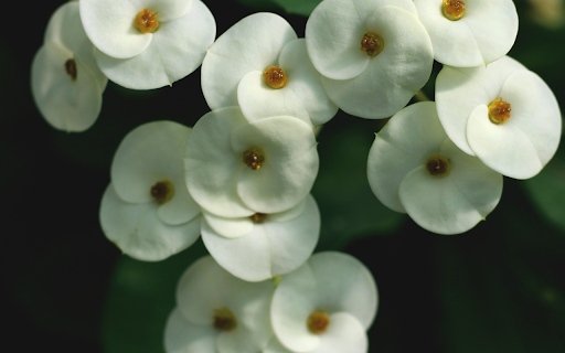 Round Petal Flowers from Chrome web store to be run with OffiDocs Chromium online Round Petal Flowers from Chrome web store to be run with OffiDocs Chromium online