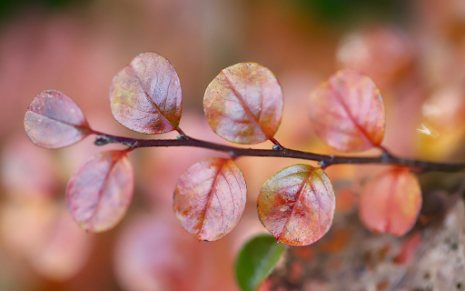 Round red leaf from Chrome web store to be run with OffiDocs Chromium online Round red leaf from Chrome web store to be run with OffiDocs Chromium online