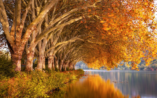 Row of trees along the lake from Chrome web store to be run with OffiDocs Chromium online Row of trees along the lake from Chrome web store to be run with OffiDocs Chromium online