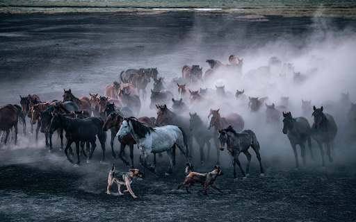 Running Herd of Horses and Two Dogs from Chrome web store to be run with OffiDocs Chromium online Running Herd of Horses and Two Dogs from Chrome web store to be run with OffiDocs Chromium online