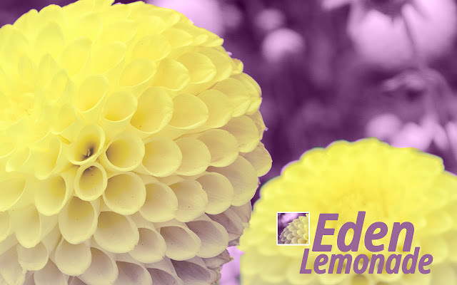 San Francisco Eden Lemonade Dahlias from Chrome web store to be run with OffiDocs Chromium online San Francisco Eden Lemonade Dahlias from Chrome web store to be run with OffiDocs Chromium online