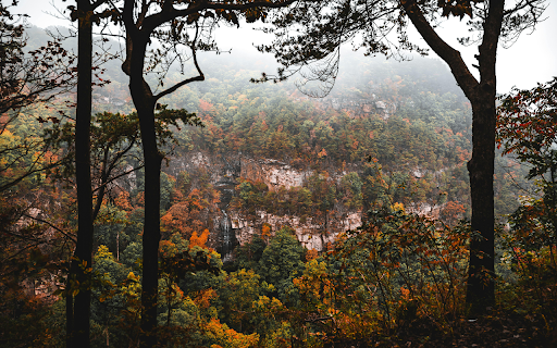Scenic Autumn Forest with Misty Mountain View from Chrome web store to be run with OffiDocs Chromium online Scenic Autumn Forest with Misty Mountain View from Chrome web store to be run with OffiDocs Chromium online