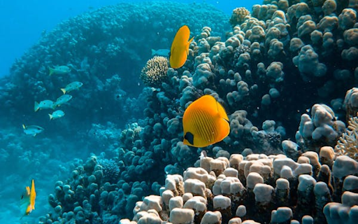School of fish swimming in coral reef from Chrome web store to be run with OffiDocs Chromium online School of fish swimming in coral reef from Chrome web store to be run with OffiDocs Chromium online