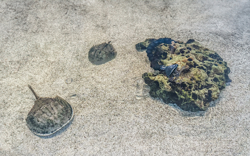 Sea creatures on the sandy shore from Chrome web store to be run with OffiDocs Chromium online Sea creatures on the sandy shore from Chrome web store to be run with OffiDocs Chromium online