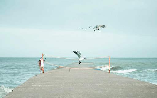 Seagulls Flying over a Concrete Pier from Chrome web store to be run with OffiDocs Chromium online Seagulls Flying over a Concrete Pier from Chrome web store to be run with OffiDocs Chromium online
