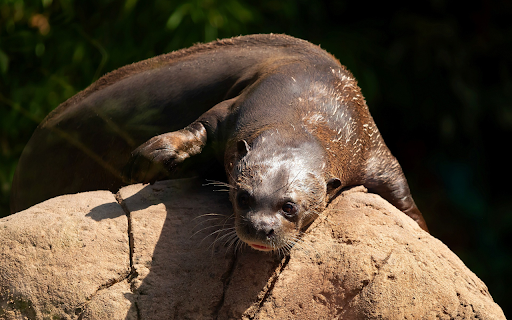 Sea lions sunbathe from Chrome web store to be run with OffiDocs Chromium online Sea lions sunbathe from Chrome web store to be run with OffiDocs Chromium online