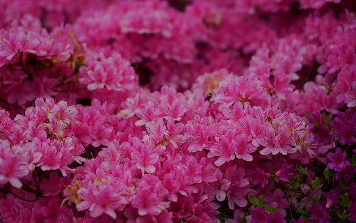 Sea of pink flowers from Chrome web store to be run with OffiDocs Chromium online Sea of pink flowers from Chrome web store to be run with OffiDocs Chromium online