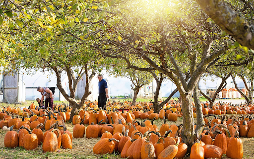 Sea of pumpkins from Chrome web store to be run with OffiDocs Chromium online Sea of pumpkins from Chrome web store to be run with OffiDocs Chromium online