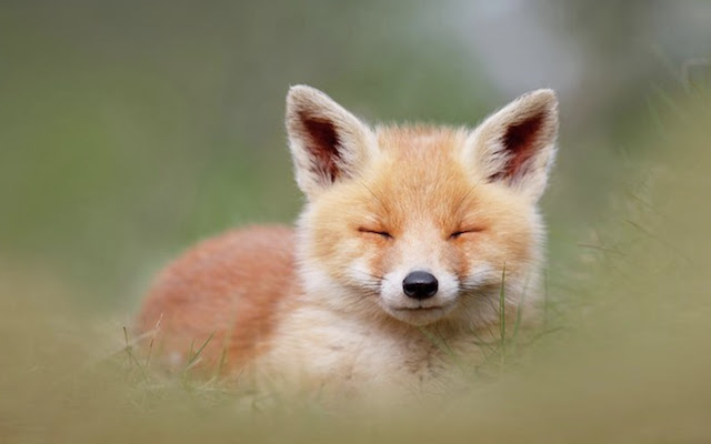 Search Kitsun from Chrome web store to be run with OffiDocs Chromium online Search Kitsun from Chrome web store to be run with OffiDocs Chromium online