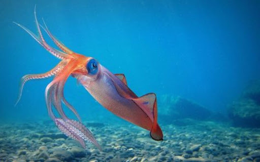 sea squid wallpaper from Chrome web store to be run with OffiDocs Chromium online sea squid wallpaper from Chrome web store to be run with OffiDocs Chromium online