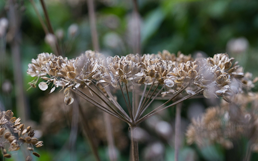 Seeds on the tree from Chrome web store to be run with OffiDocs Chromium online Seeds on the tree from Chrome web store to be run with OffiDocs Chromium online