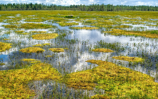 Shallow lagoon from Chrome web store to be run with OffiDocs Chromium online Shallow lagoon from Chrome web store to be run with OffiDocs Chromium online