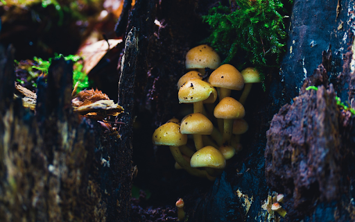 Shiny golden baby mushrooms from Chrome web store to be run with OffiDocs Chromium online Shiny golden baby mushrooms from Chrome web store to be run with OffiDocs Chromium online