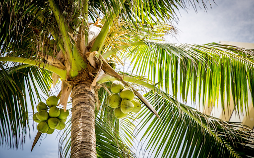 Siamese coconut tree from Chrome web store to be run with OffiDocs Chromium online Siamese coconut tree from Chrome web store to be run with OffiDocs Chromium online
