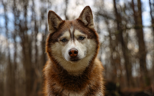 Siberian Husky in the Woods from Chrome web store to be run with OffiDocs Chromium online Siberian Husky in the Woods from Chrome web store to be run with OffiDocs Chromium online