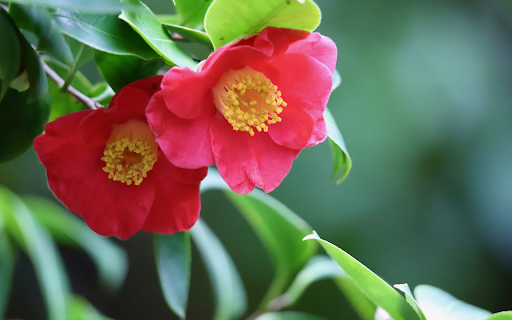 Single black tea to welcome spring from Chrome web store to be run with OffiDocs Chromium online Single black tea to welcome spring from Chrome web store to be run with OffiDocs Chromium online