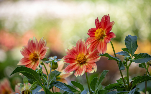 Single petal dahlias from Chrome web store to be run with OffiDocs Chromium online Single petal dahlias from Chrome web store to be run with OffiDocs Chromium online