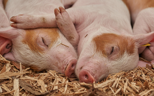 Sleeping pig from Chrome web store to be run with OffiDocs Chromium online Sleeping pig from Chrome web store to be run with OffiDocs Chromium online