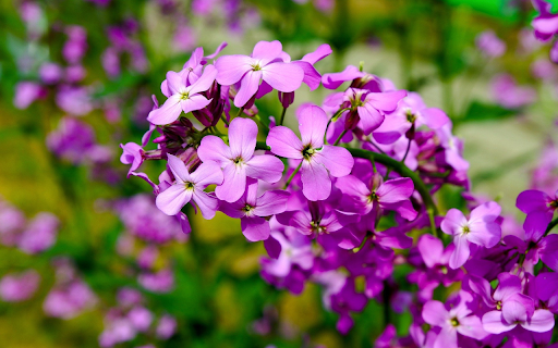 Small bunch of purple flowers from Chrome web store to be run with OffiDocs Chromium online Small bunch of purple flowers from Chrome web store to be run with OffiDocs Chromium online