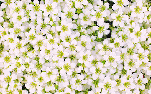 Small five petaled flower from Chrome web store to be run with OffiDocs Chromium online Small five petaled flower from Chrome web store to be run with OffiDocs Chromium online