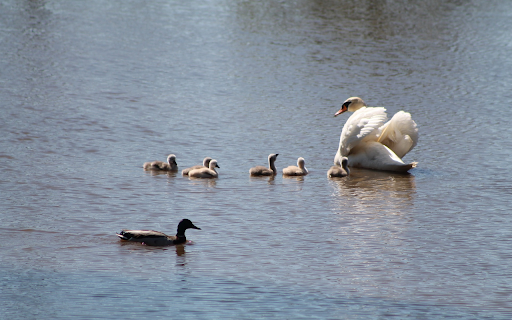 Small flock of swans from Chrome web store to be run with OffiDocs Chromium online Small flock of swans from Chrome web store to be run with OffiDocs Chromium online