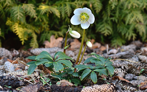 Small Flower Tree on Pine Hill from Chrome web store to be run with OffiDocs Chromium online Small Flower Tree on Pine Hill from Chrome web store to be run with OffiDocs Chromium online