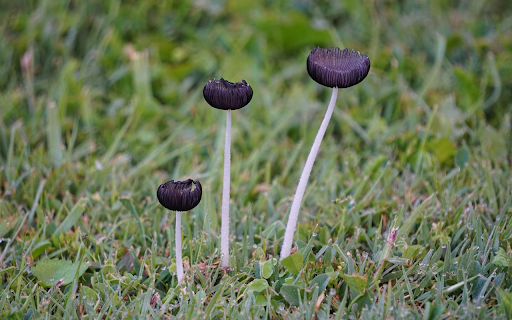 Small mushrooms from Chrome web store to be run with OffiDocs Chromium online Small mushrooms from Chrome web store to be run with OffiDocs Chromium online