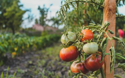 Small, pretty ripe tomatoes from Chrome web store to be run with OffiDocs Chromium online Small, pretty ripe tomatoes from Chrome web store to be run with OffiDocs Chromium online