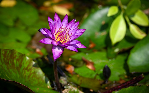 Small Water Lily from Chrome web store to be run with OffiDocs Chromium online Small Water Lily from Chrome web store to be run with OffiDocs Chromium online