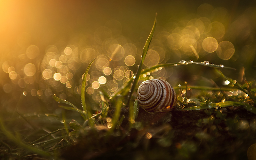 Snail crawling on the grass from Chrome web store to be run with OffiDocs Chromium online Snail crawling on the grass from Chrome web store to be run with OffiDocs Chromium online