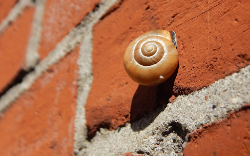 Snail on red wall from Chrome web store to be run with OffiDocs Chromium online Snail on red wall from Chrome web store to be run with OffiDocs Chromium online