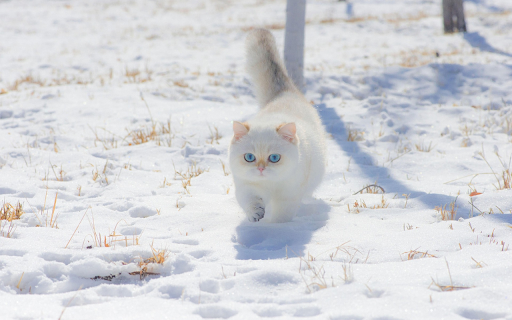 Snowpaw Majesty from Chrome web store to be run with OffiDocs Chromium online Snowpaw Majesty from Chrome web store to be run with OffiDocs Chromium online