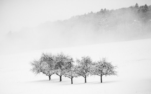 SNOW TREE Theme from Chrome web store to be run with OffiDocs Chromium online SNOW TREE Theme from Chrome web store to be run with OffiDocs Chromium online