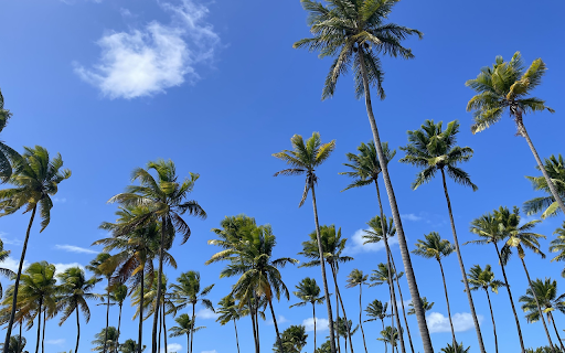Soaring coconut garden from Chrome web store to be run with OffiDocs Chromium online Soaring coconut garden from Chrome web store to be run with OffiDocs Chromium online