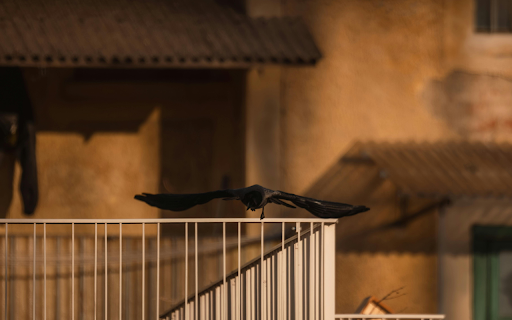 Solitary Crow Gliding Above Urban Balcony from Chrome web store to be run with OffiDocs Chromium online Solitary Crow Gliding Above Urban Balcony from Chrome web store to be run with OffiDocs Chromium online