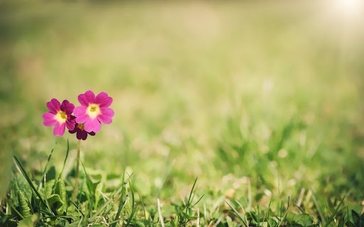 Solitary Primrose Amidst Verdure from Chrome web store to be run with OffiDocs Chromium online Solitary Primrose Amidst Verdure from Chrome web store to be run with OffiDocs Chromium online