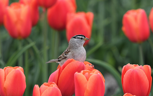 Sparrow on Tulip from Chrome web store to be run with OffiDocs Chromium online Sparrow on Tulip from Chrome web store to be run with OffiDocs Chromium online