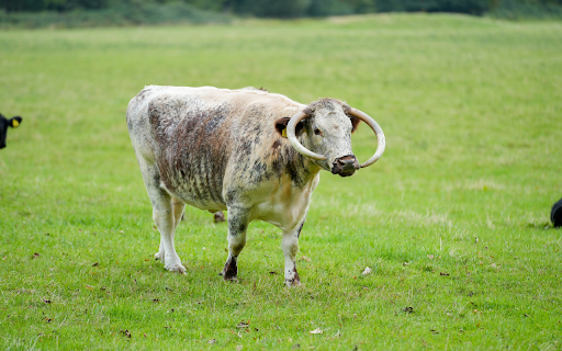 Spotted white cow with curved horns from Chrome web store to be run with OffiDocs Chromium online Spotted white cow with curved horns from Chrome web store to be run with OffiDocs Chromium online