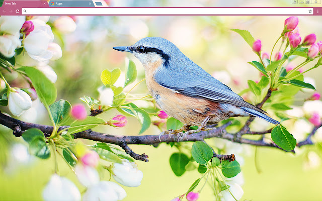 Spring Bird from Chrome web store to be run with OffiDocs Chromium online Spring Bird from Chrome web store to be run with OffiDocs Chromium online