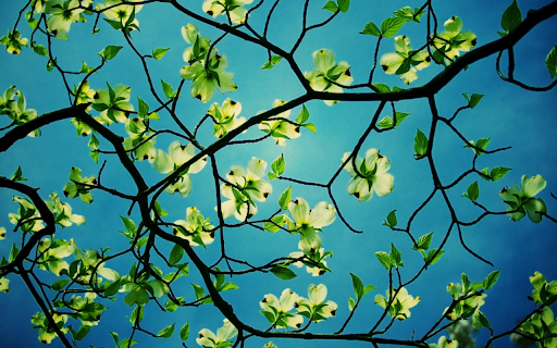 Spring Blossoms Against the Sky from Chrome web store to be run with OffiDocs Chromium online Spring Blossoms Against the Sky from Chrome web store to be run with OffiDocs Chromium online