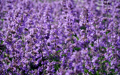 Spring purple flower field from Chrome web store to be run with OffiDocs Chromium online Spring purple flower field from Chrome web store to be run with OffiDocs Chromium online