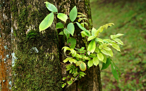 Sprouts and moss from Chrome web store to be run with OffiDocs Chromium online Sprouts and moss from Chrome web store to be run with OffiDocs Chromium online