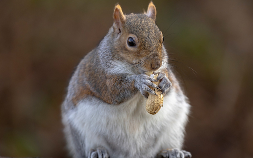 Squirrel and peanut from Chrome web store to be run with OffiDocs Chromium online Squirrel and peanut from Chrome web store to be run with OffiDocs Chromium online