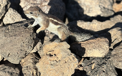 Squirrel and the Rocks from Chrome web store to be run with OffiDocs Chromium online Squirrel and the Rocks from Chrome web store to be run with OffiDocs Chromium online