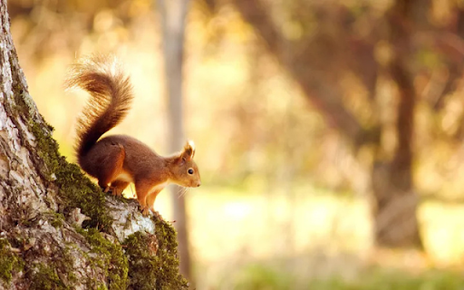Squirrel in the Tree: A Tiny Acrobat of the Forest from Chrome web store to be run with OffiDocs Chromium online Squirrel in the Tree: A Tiny Acrobat of the Forest from Chrome web store to be run with OffiDocs Chromium online