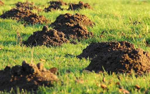 Strange mounds of land from Chrome web store to be run with OffiDocs Chromium online Strange mounds of land from Chrome web store to be run with OffiDocs Chromium online