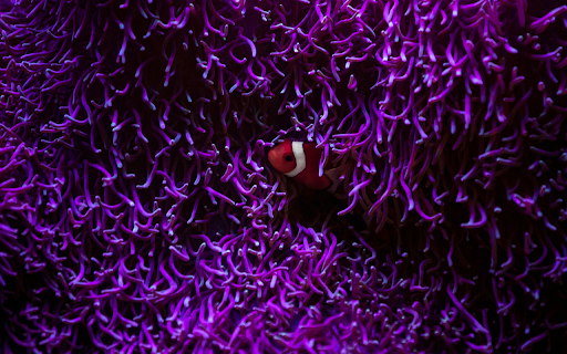 Stripe clownfish swimming among corals from Chrome web store to be run with OffiDocs Chromium online Stripe clownfish swimming among corals from Chrome web store to be run with OffiDocs Chromium online