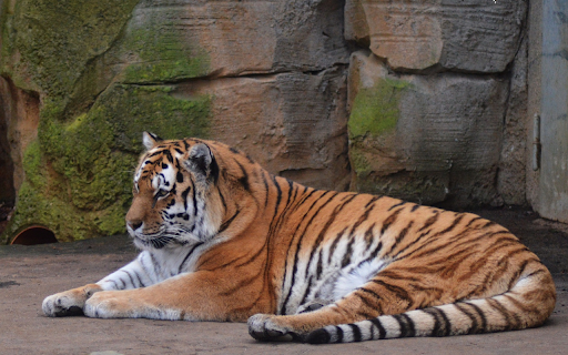 Striped tiger in the zoo from Chrome web store to be run with OffiDocs Chromium online Striped tiger in the zoo from Chrome web store to be run with OffiDocs Chromium online