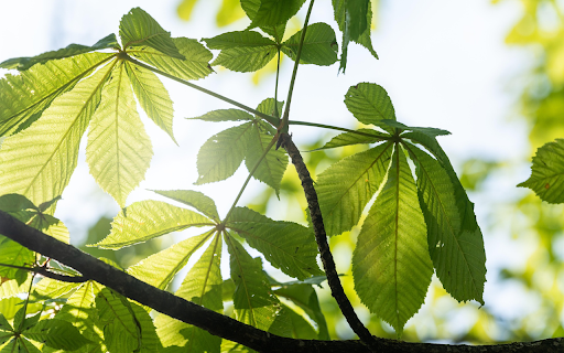 Sun and Leaves from Chrome web store to be run with OffiDocs Chromium online Sun and Leaves from Chrome web store to be run with OffiDocs Chromium online