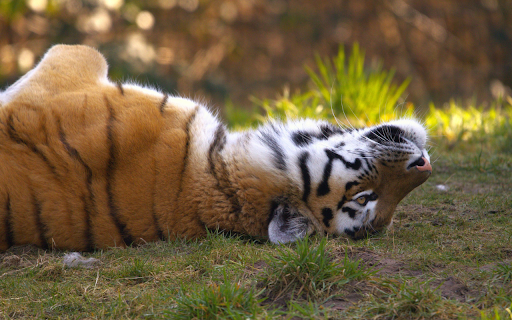 Sunbathing Tiger from Chrome web store to be run with OffiDocs Chromium online Sunbathing Tiger from Chrome web store to be run with OffiDocs Chromium online